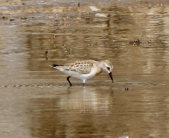 Bergstrandläufer - ML641577799