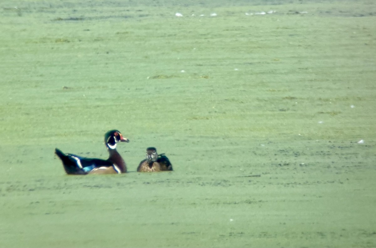 Wood Duck - ML641577801
