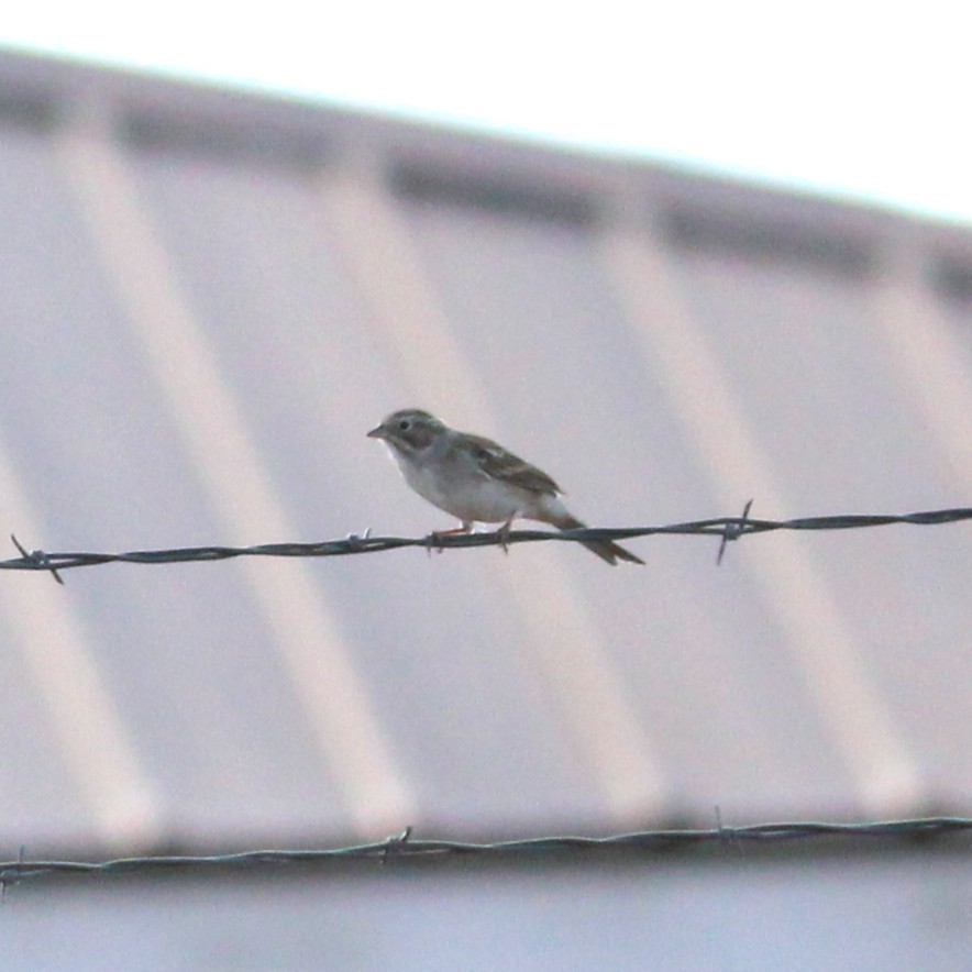 Brewer's Sparrow - ML641577831