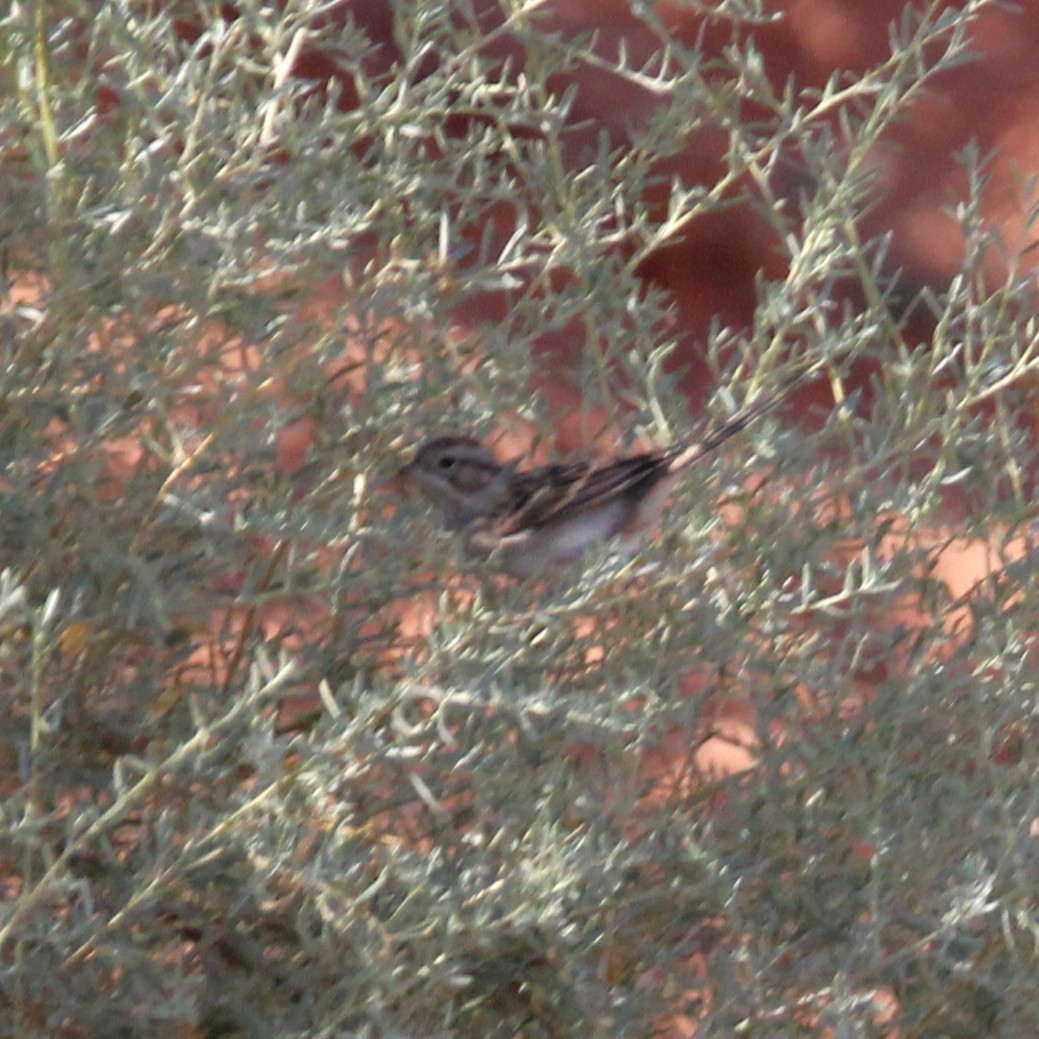 Brewer's Sparrow - ML641577843