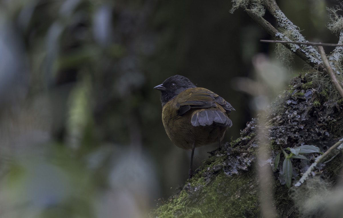 Large-footed Finch - ML641577861