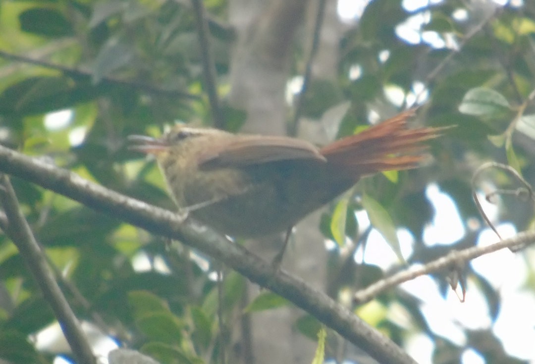 Olive Spinetail - ML641577867