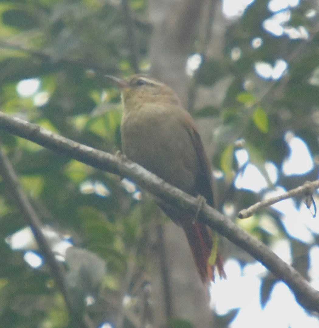 Olive Spinetail - ML641577868