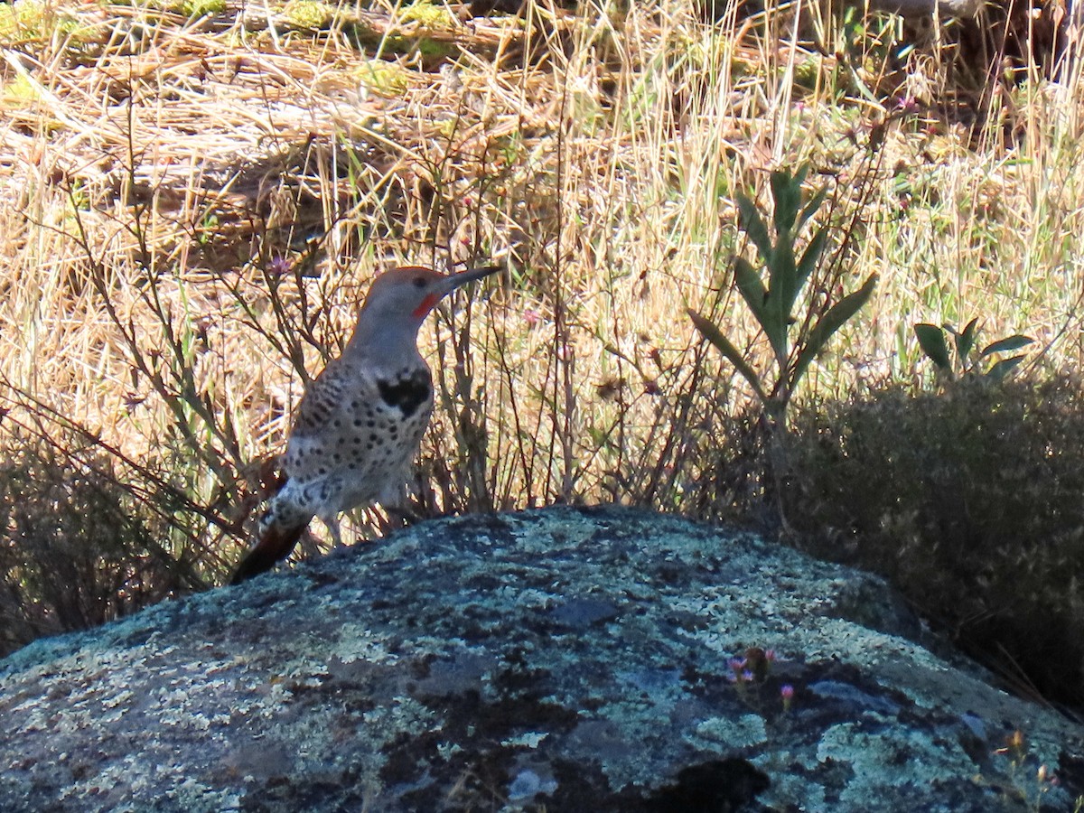 Northern Flicker - ML641577872