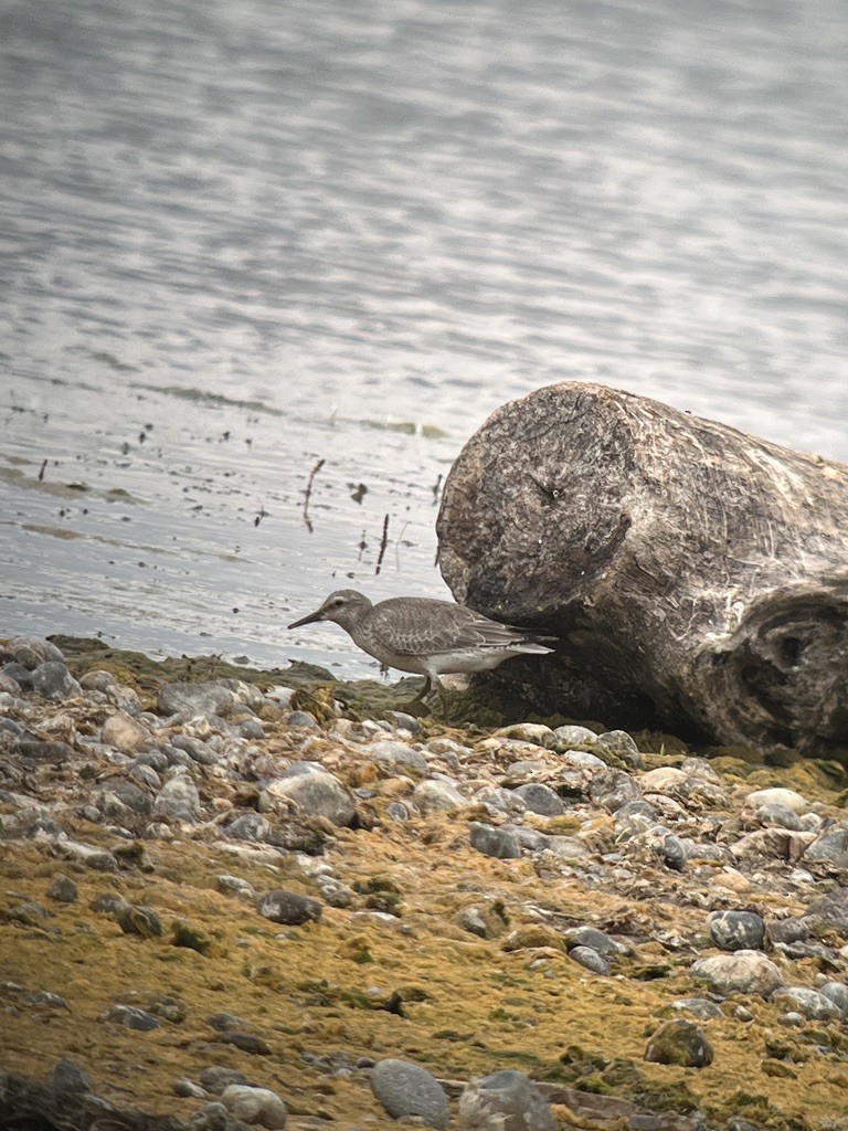 Red Knot - ML641577884
