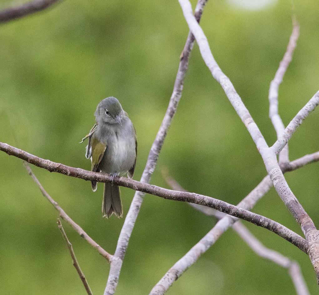 Green-tailed Warbler - ML641577886