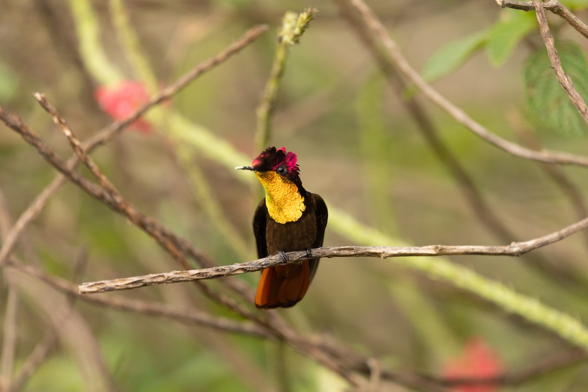 Ruby-topaz Hummingbird - ML641577933
