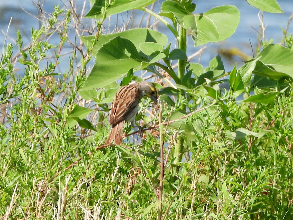 Dickcissel - ML641577983