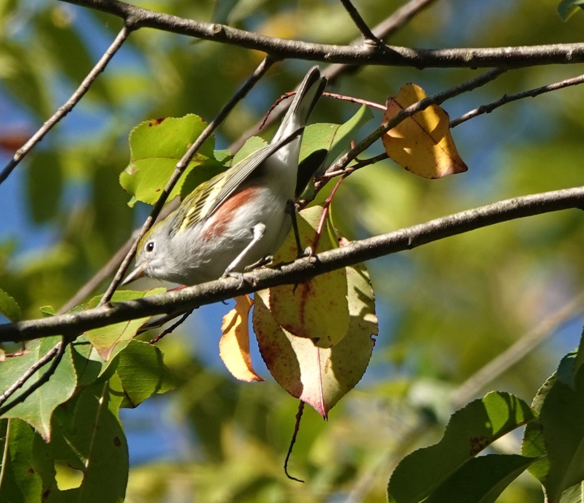 Chestnut-sided Warbler - ML641577994