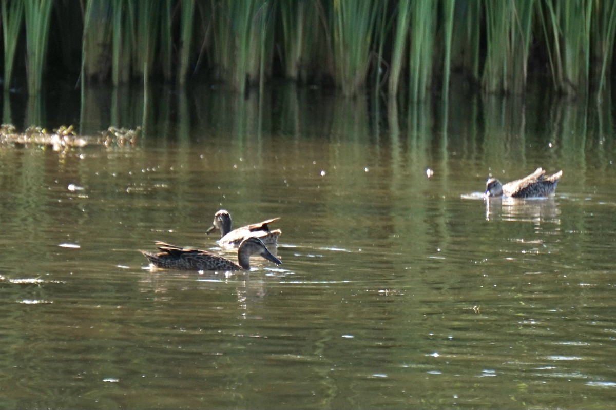 Blue-winged Teal - ML641578004