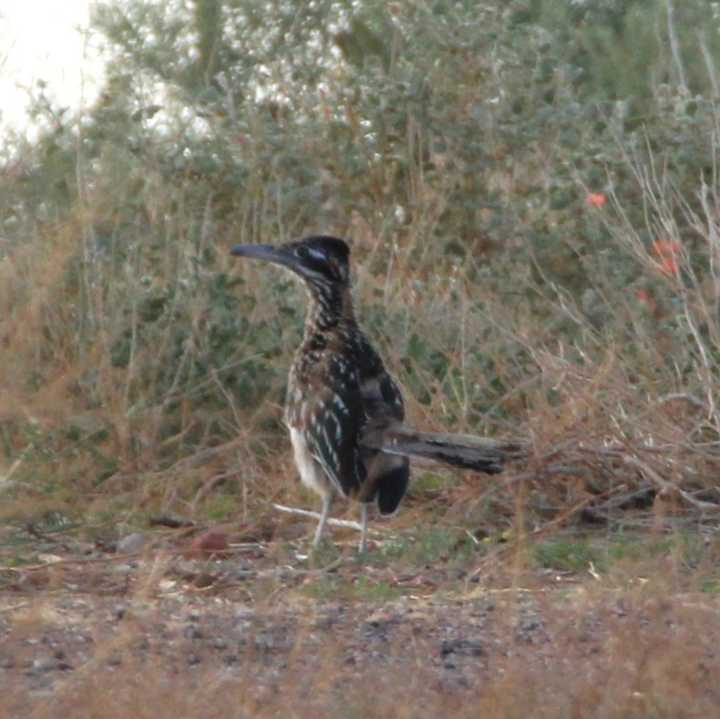 Greater Roadrunner - ML641578026