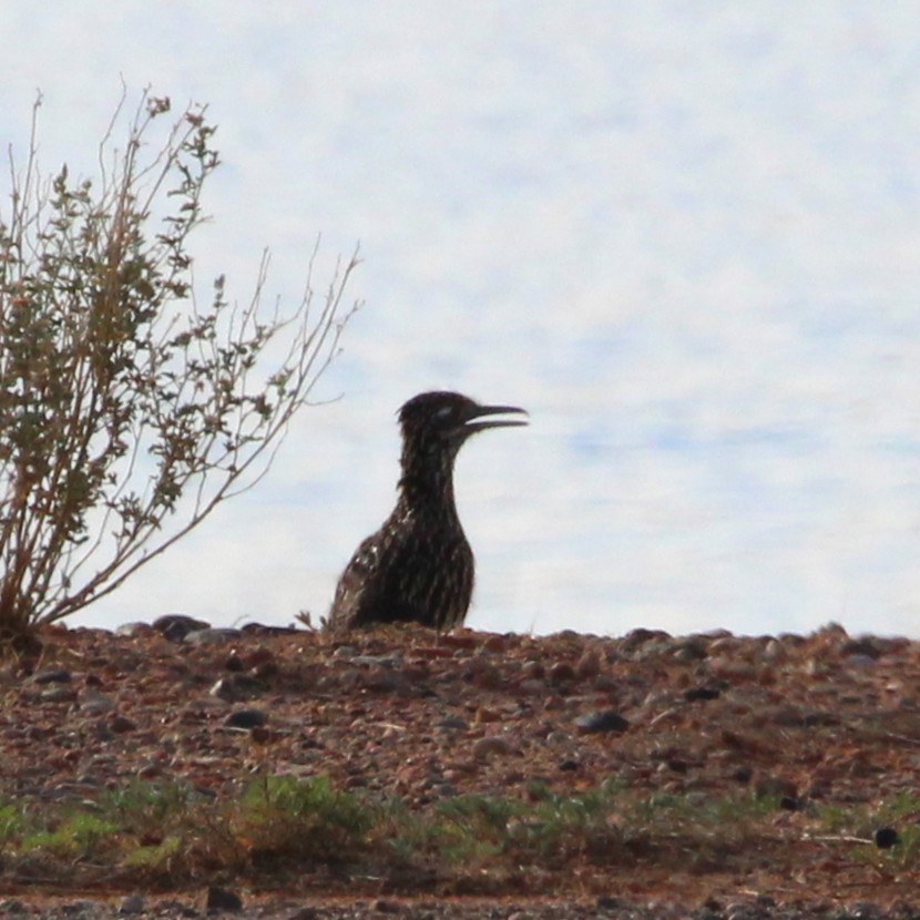 Greater Roadrunner - ML641578036