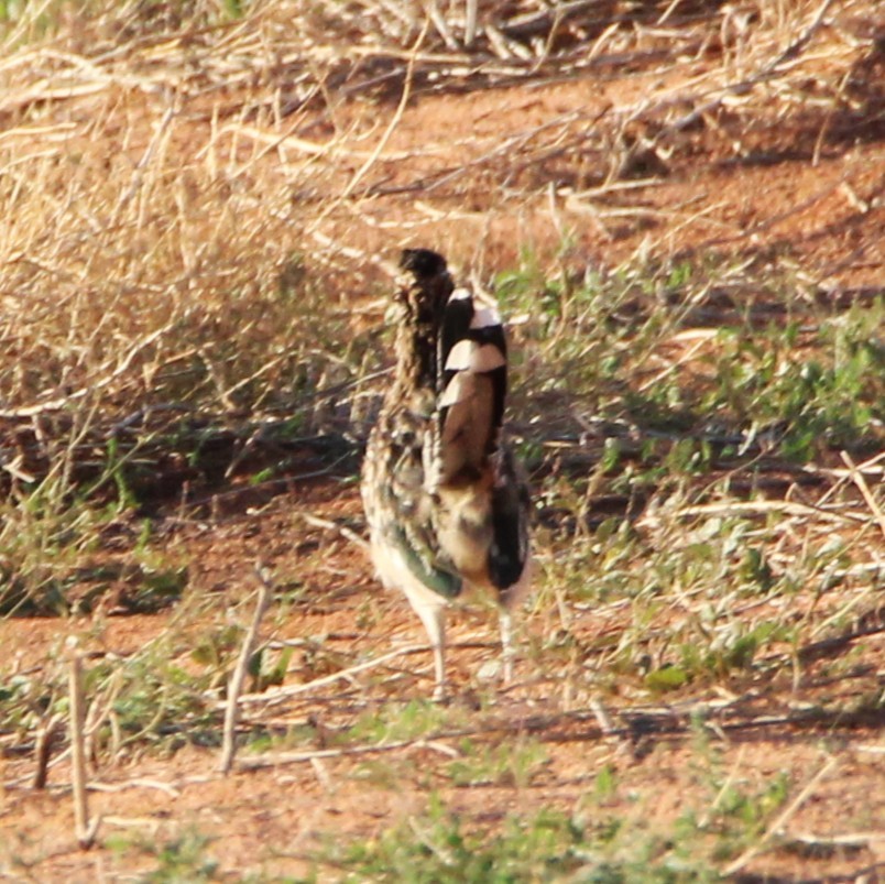 Greater Roadrunner - ML641578037
