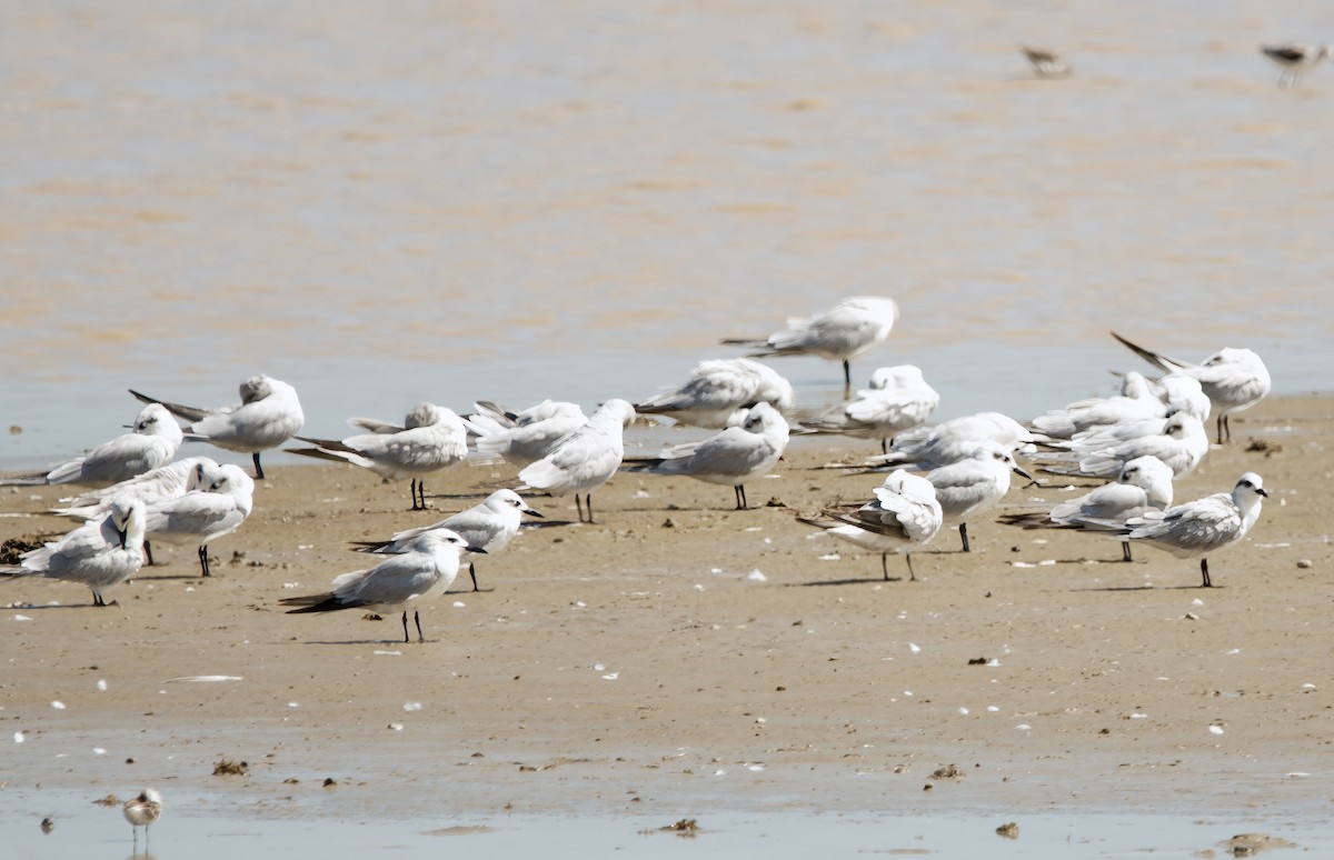 Gull-billed Tern - ML641578046