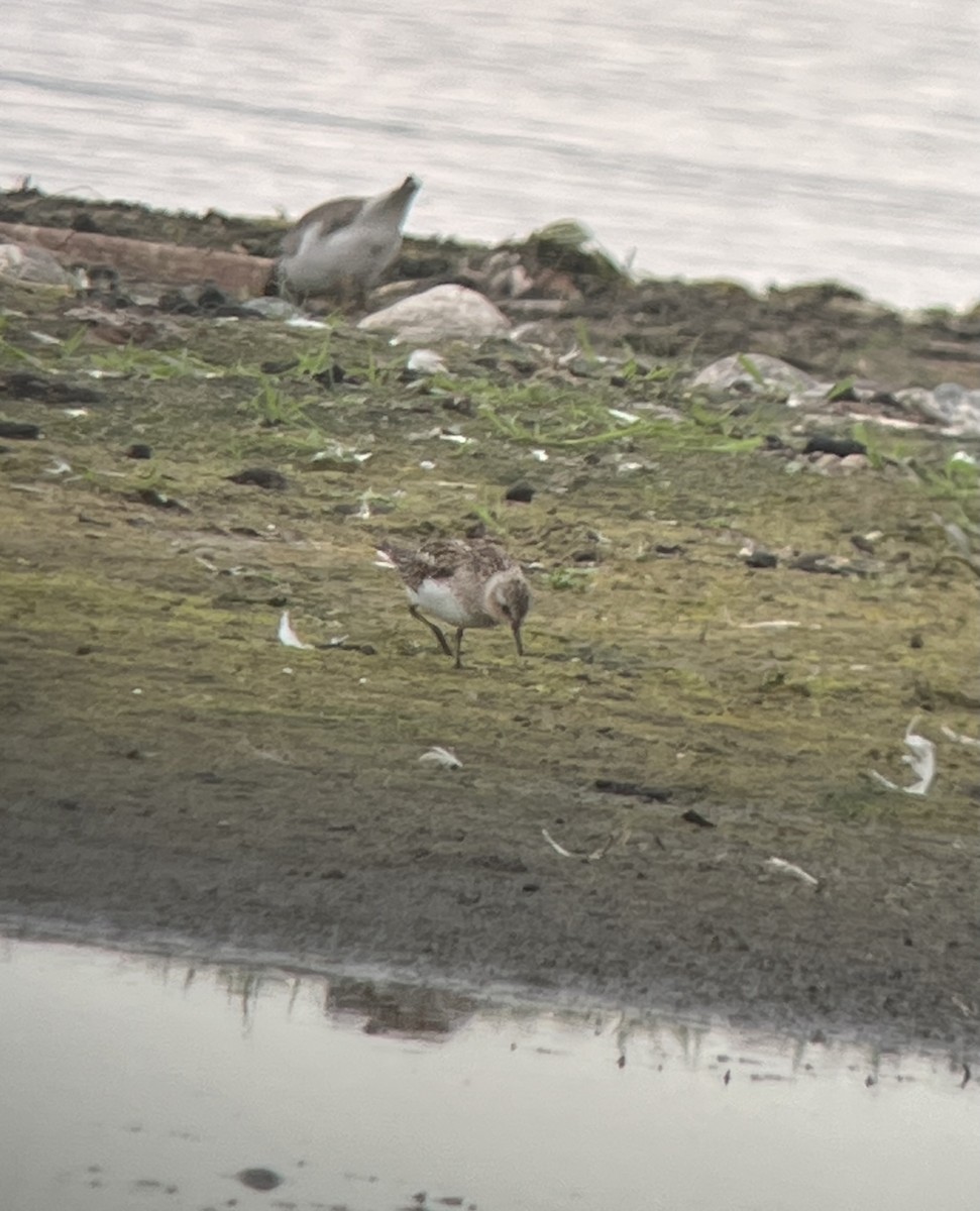 Red-necked Stint - ML641578047