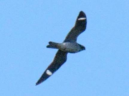 Engoulevent d'Amérique - ML641578076