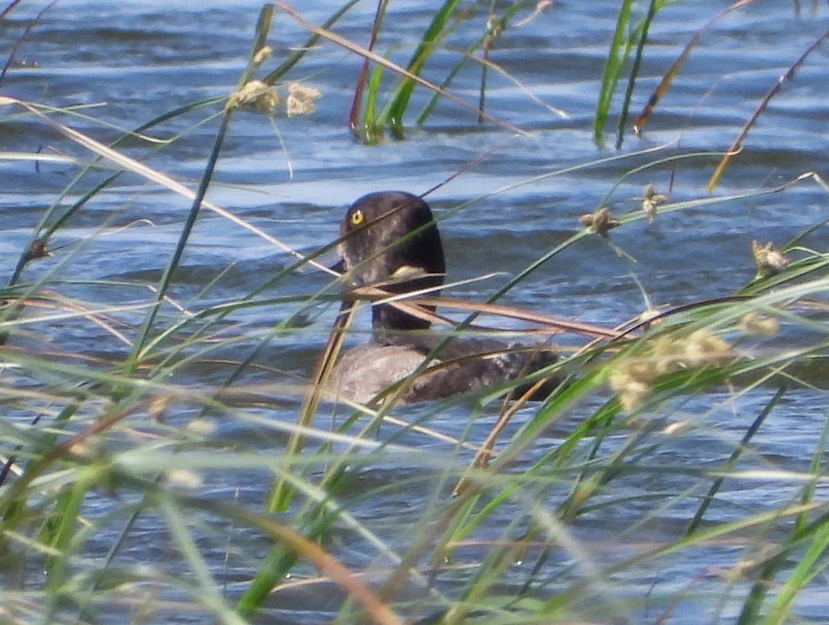 Lesser Scaup - ML641578080