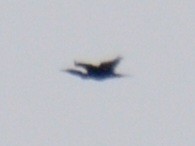 Cormoran à aigrettes - ML641578084