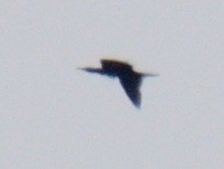 Cormoran à aigrettes - ML641578085