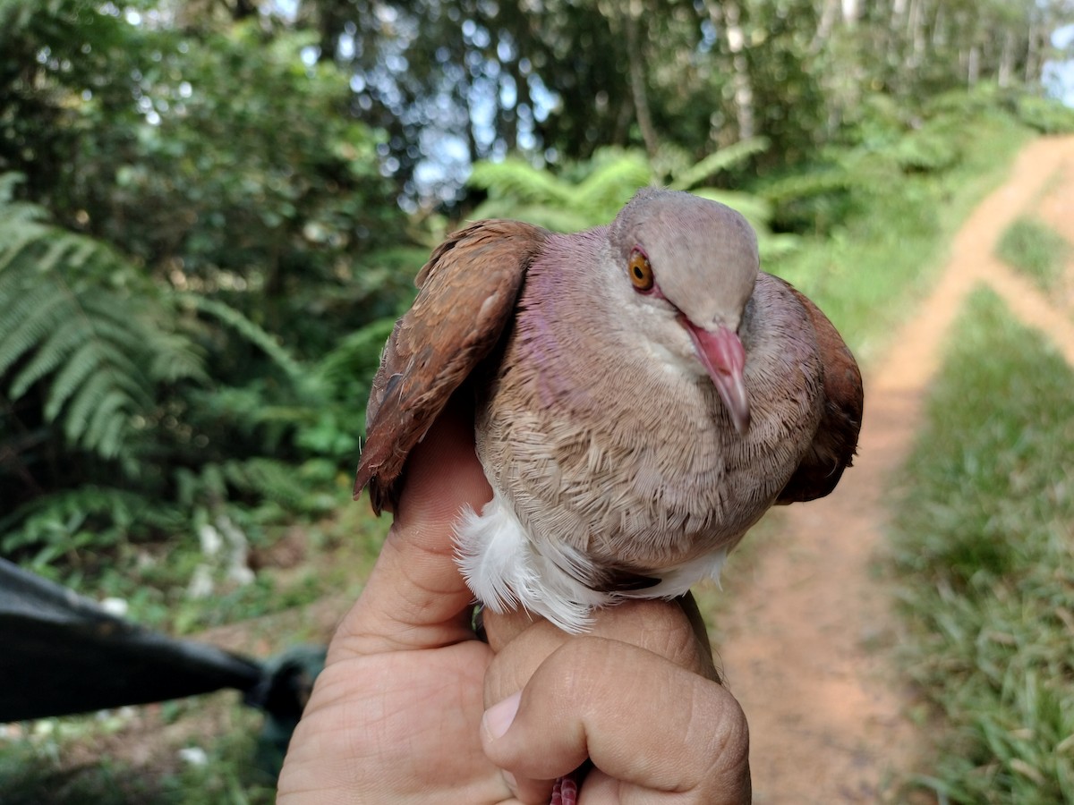 Ruddy Quail-Dove - ML641578111