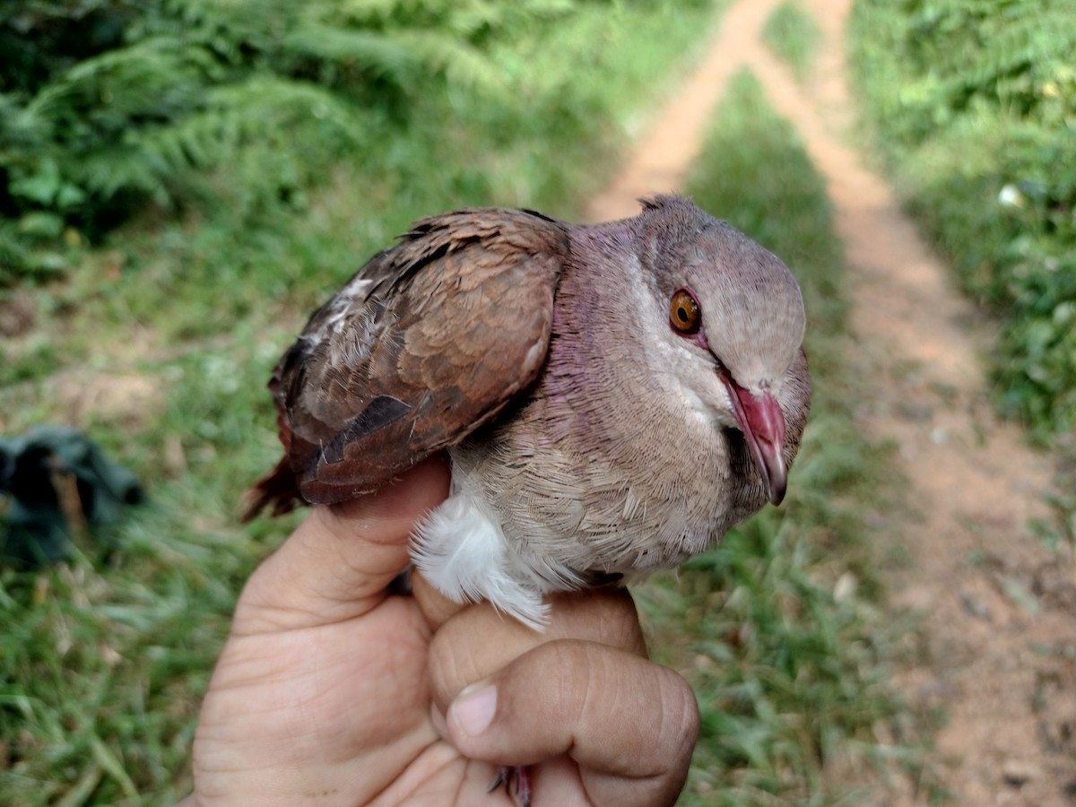 Ruddy Quail-Dove - ML641578112