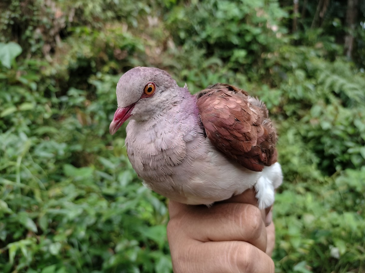 Ruddy Quail-Dove - ML641578113