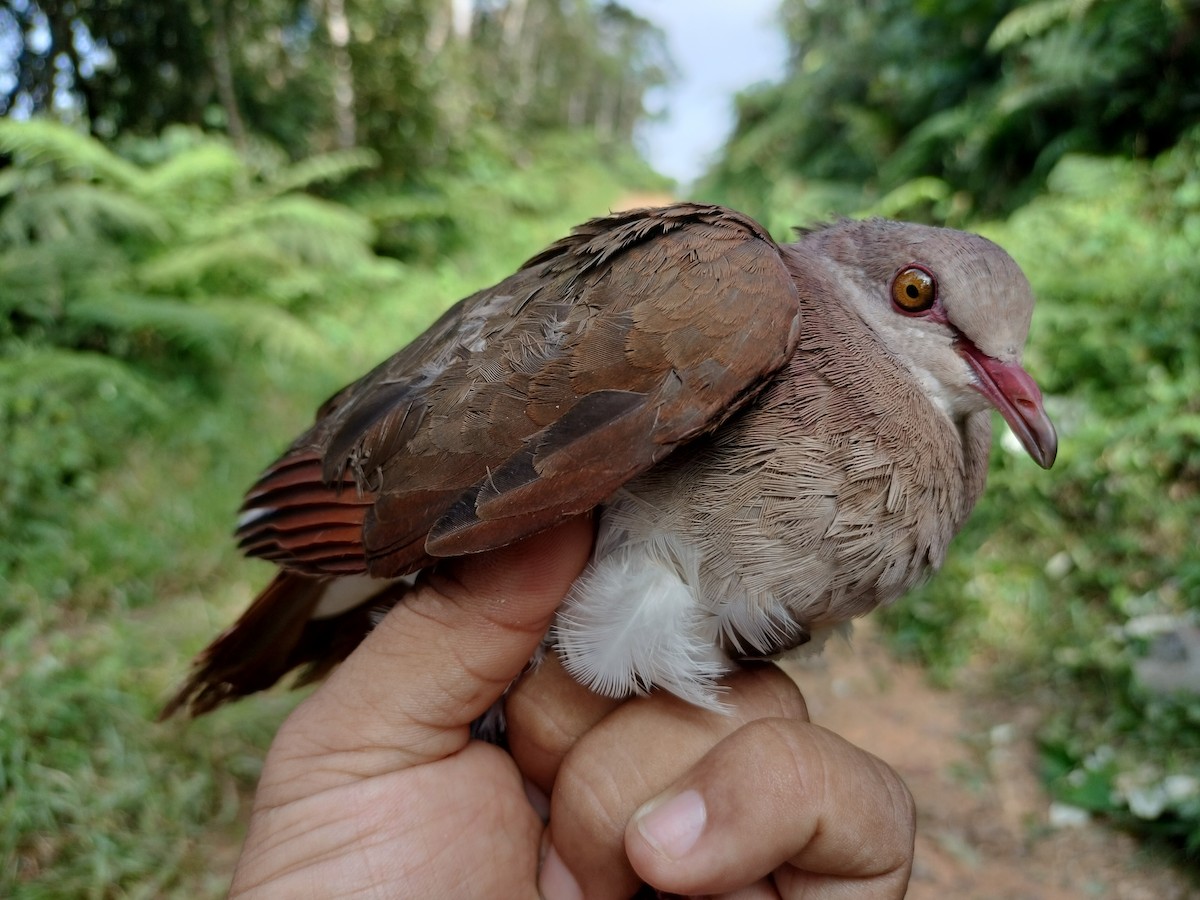 Ruddy Quail-Dove - ML641578114