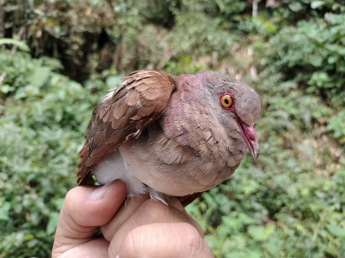Ruddy Quail-Dove - ML641578119