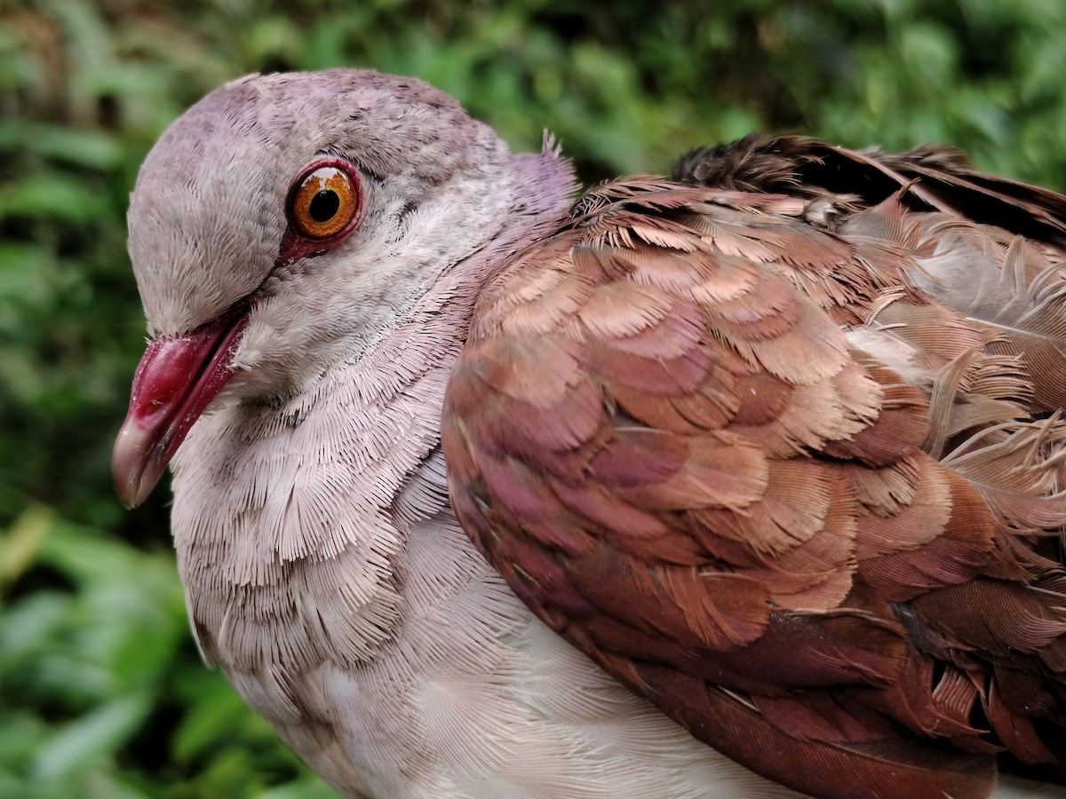 Ruddy Quail-Dove - ML641578122