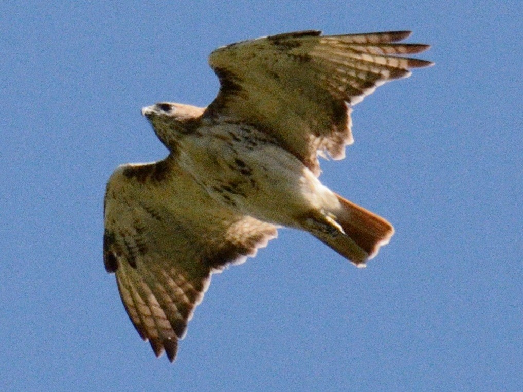 Buse à queue rousse (borealis) - ML641578139