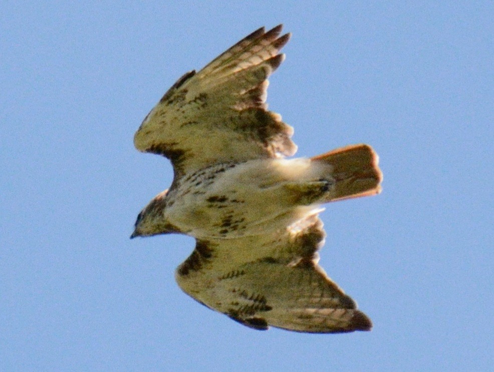 Buse à queue rousse (borealis) - ML641578141