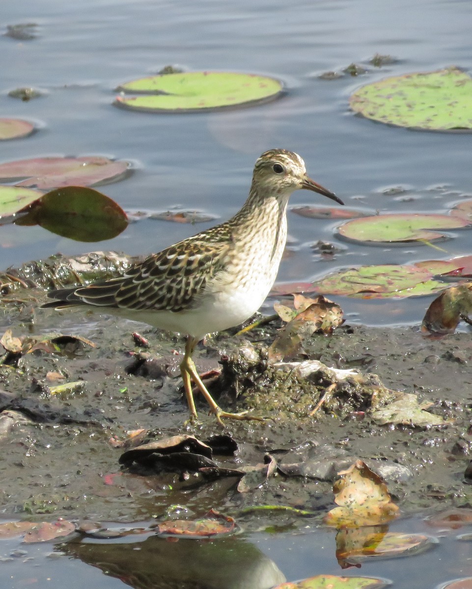 Pectoral Sandpiper - ML641578164