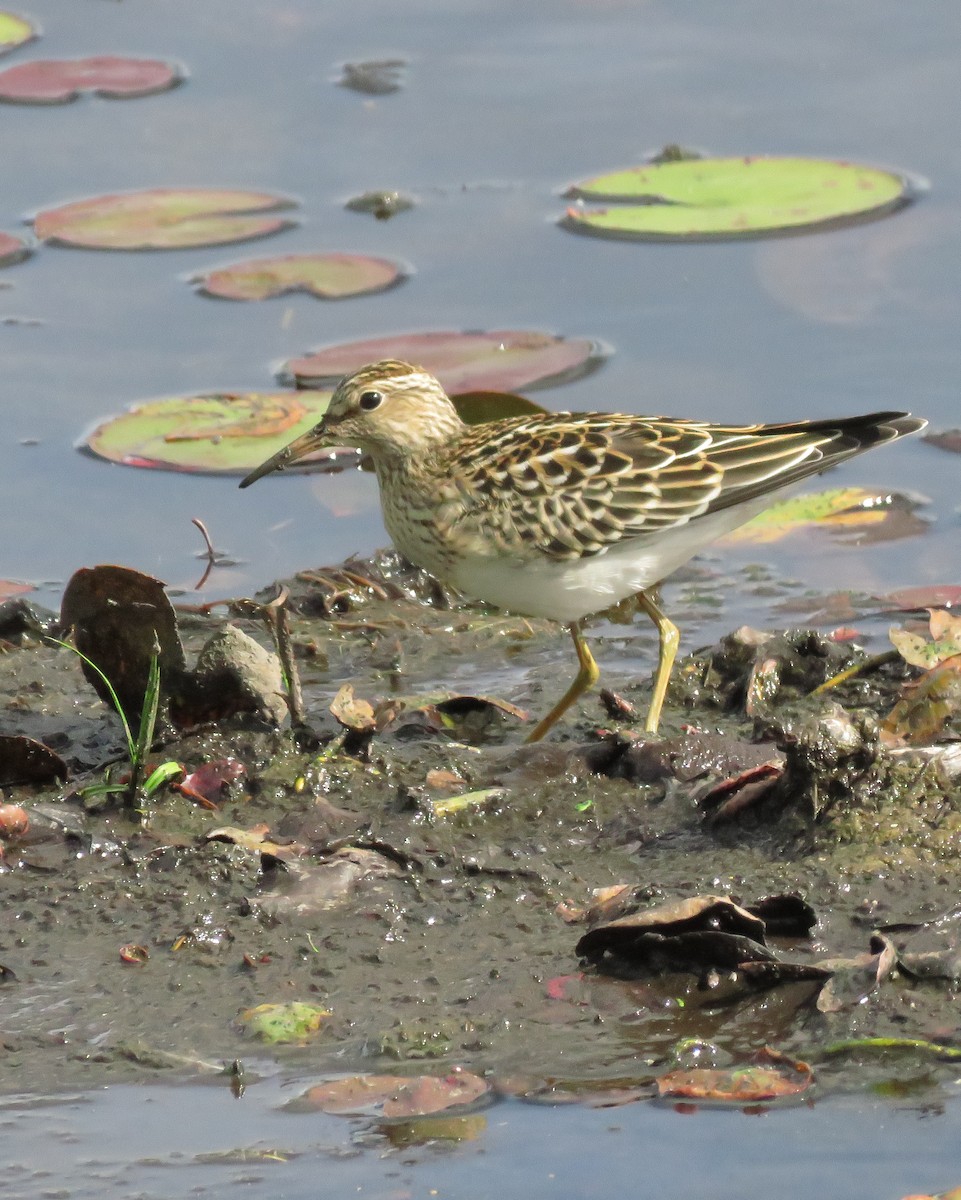 Pectoral Sandpiper - ML641578165