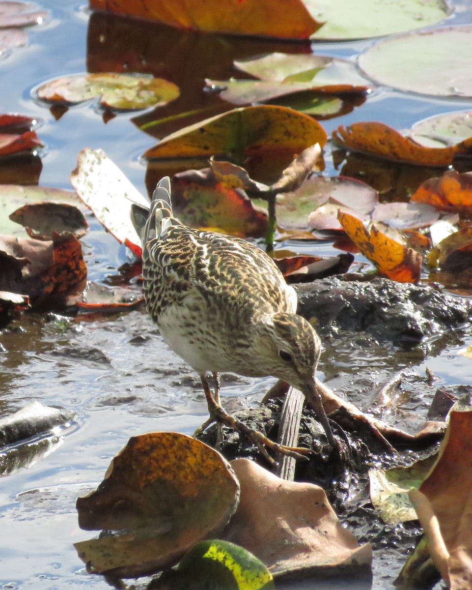 Pectoral Sandpiper - ML641578166