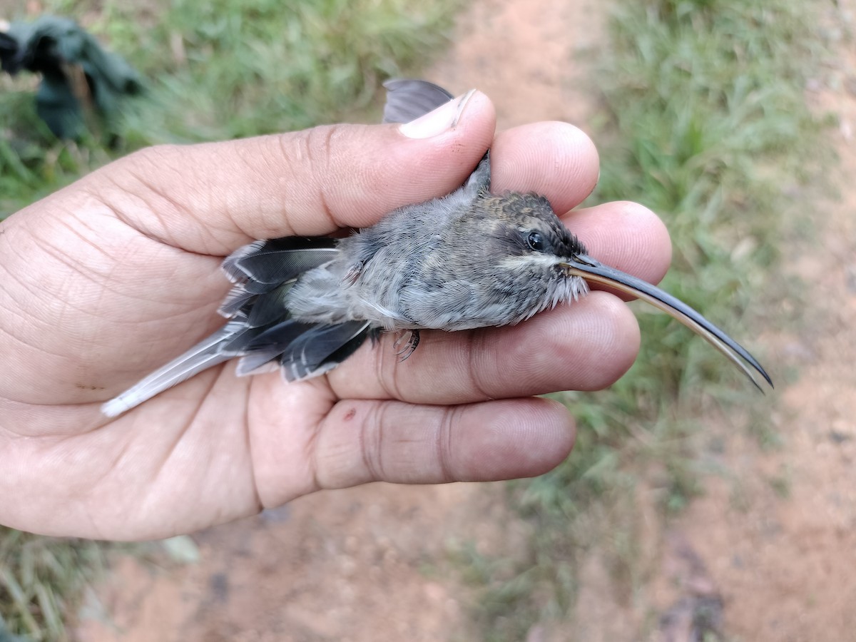 White-bearded Hermit - ML641578170