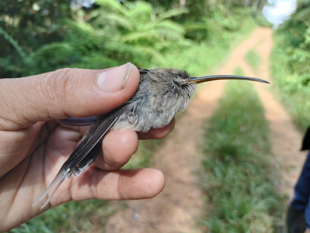 White-bearded Hermit - ML641578172