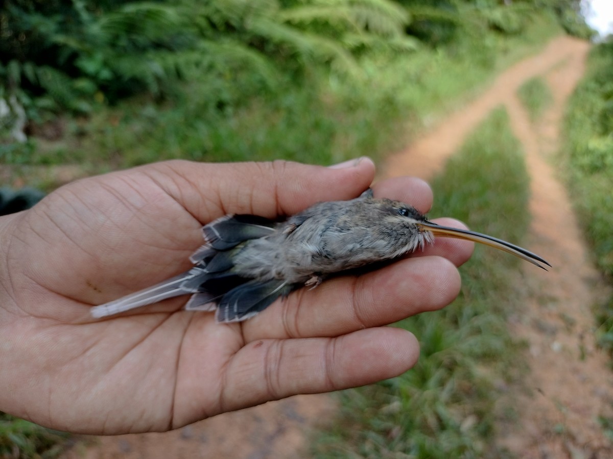 White-bearded Hermit - ML641578173