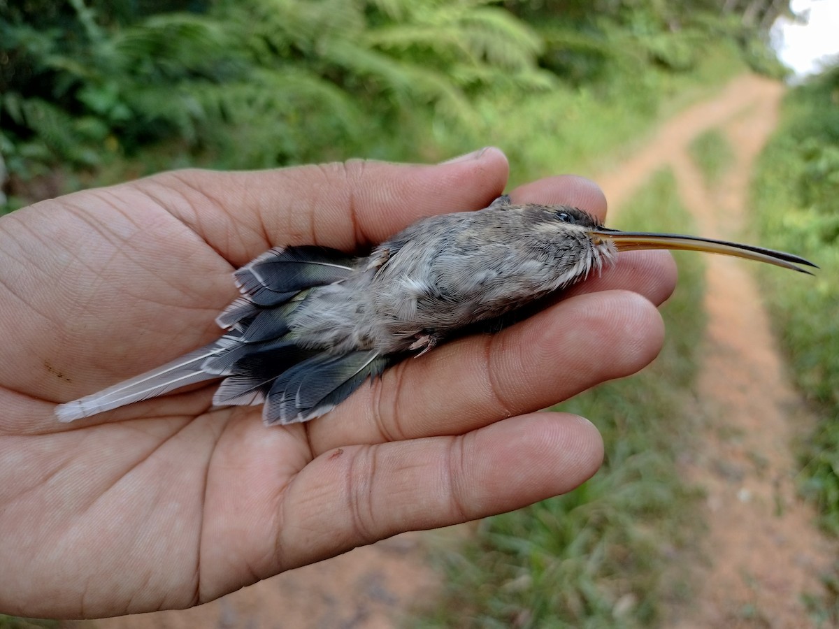 White-bearded Hermit - ML641578175
