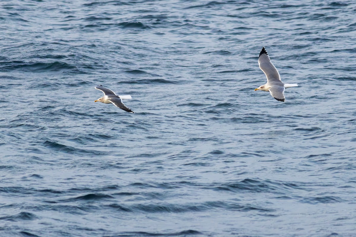 Yellow-legged Gull - ML641578179
