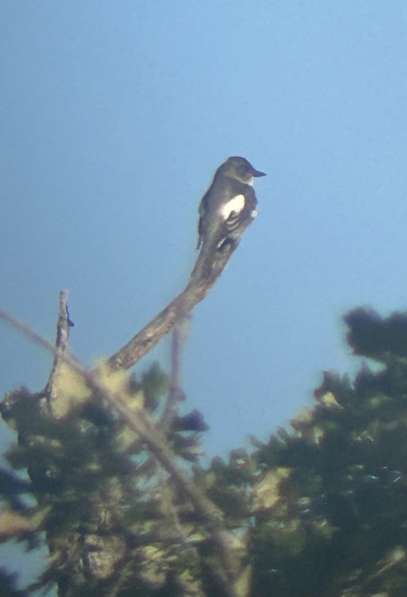 Olive-sided Flycatcher - ML641578192