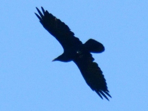 Grand Corbeau - ML641578195
