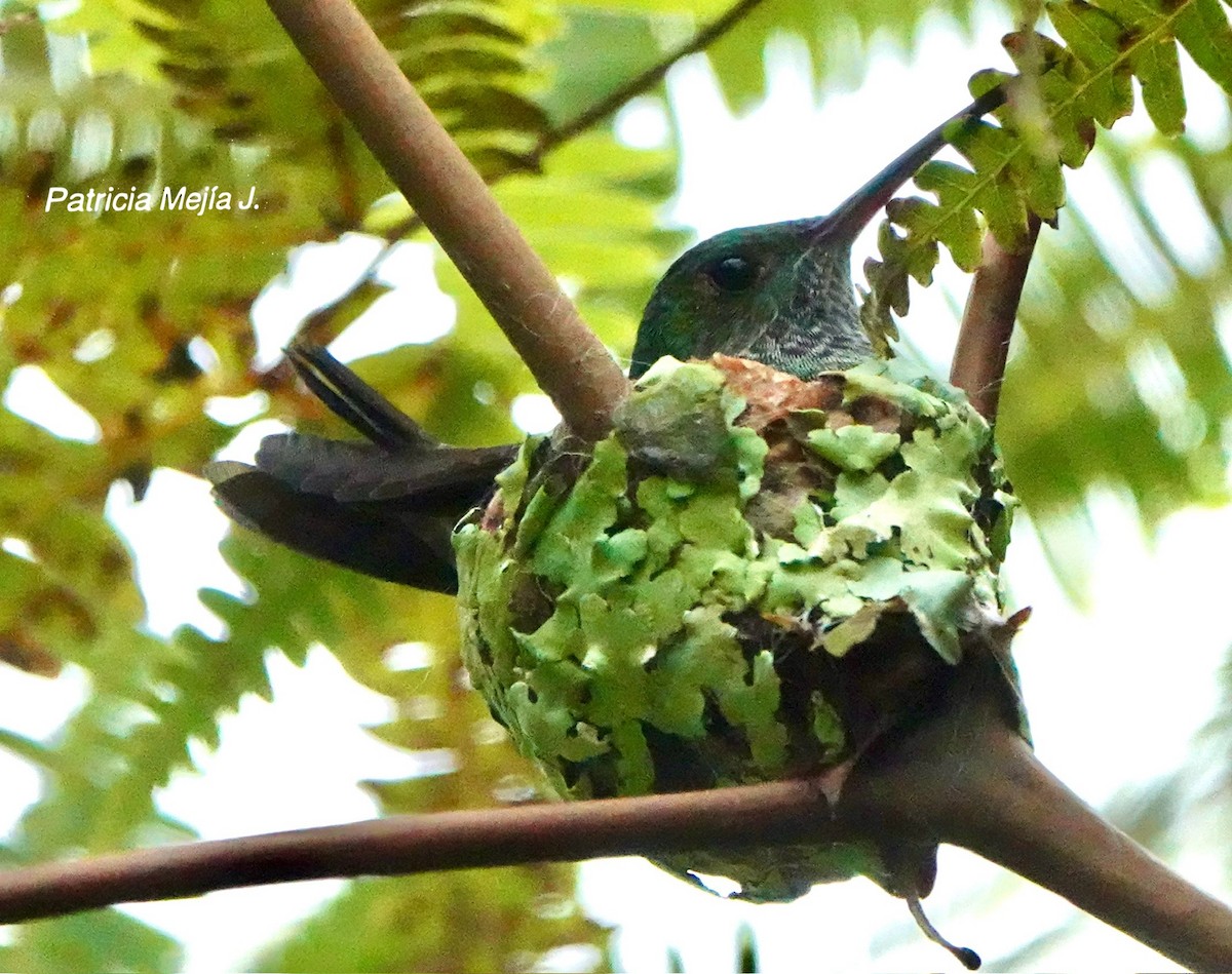 Shining-green Hummingbird - ML641578215