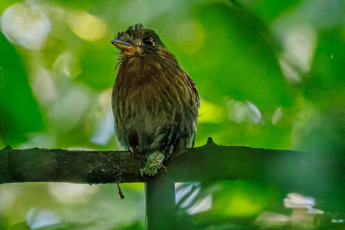 Fulvous-breasted Flatbill - ML641578231