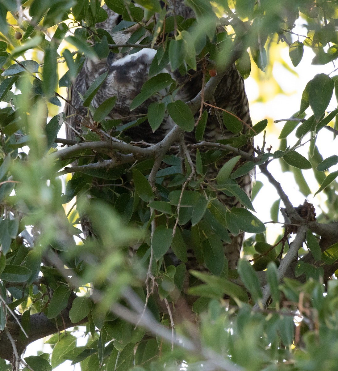 Great Horned Owl - ML641578233