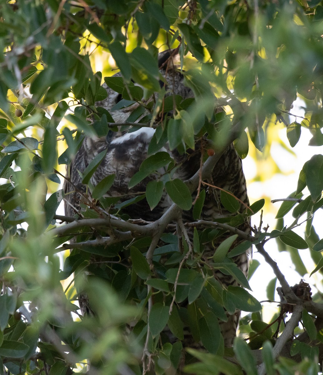 Great Horned Owl - ML641578234