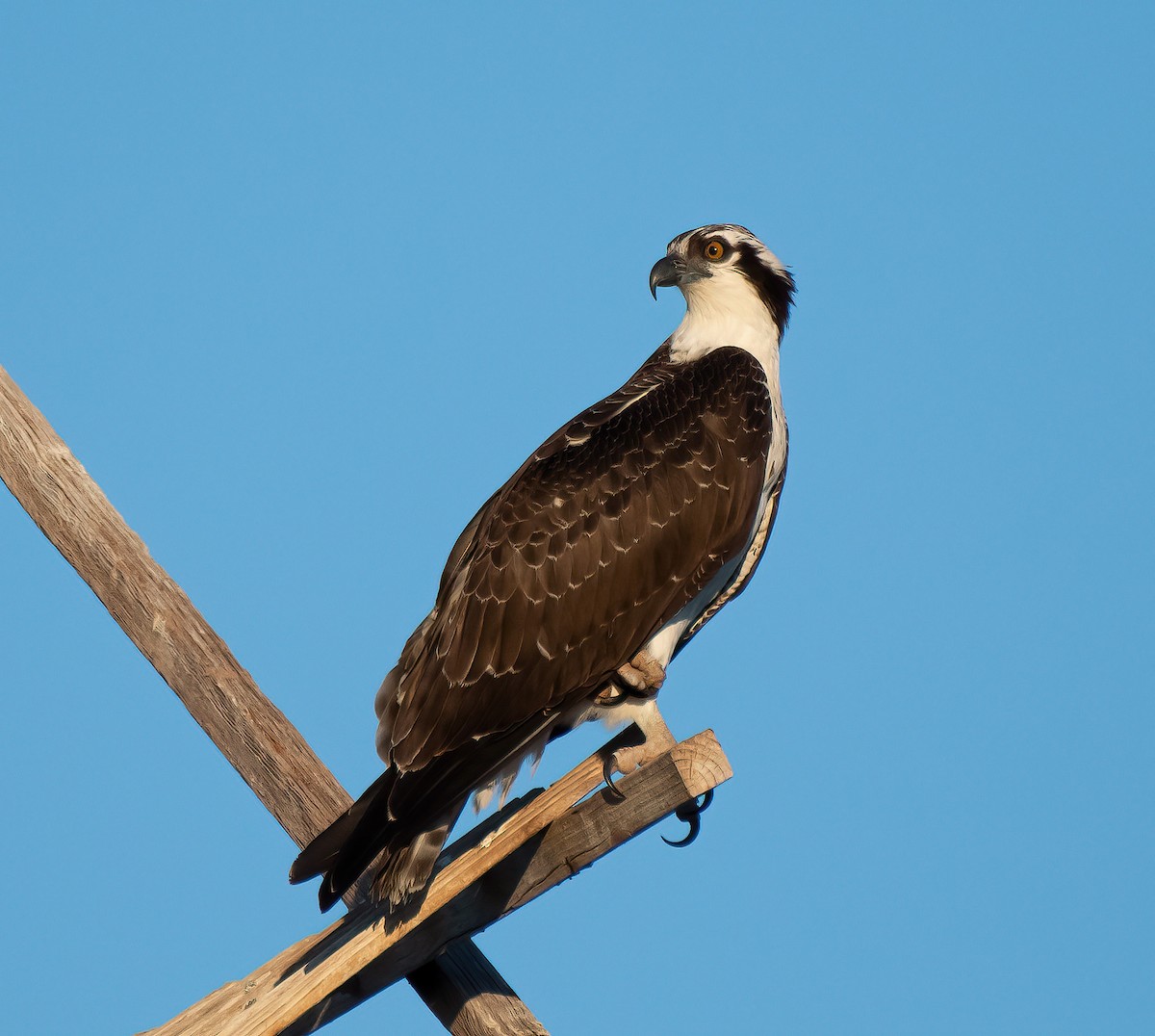 魚鷹(carolinensis) - ML641578245
