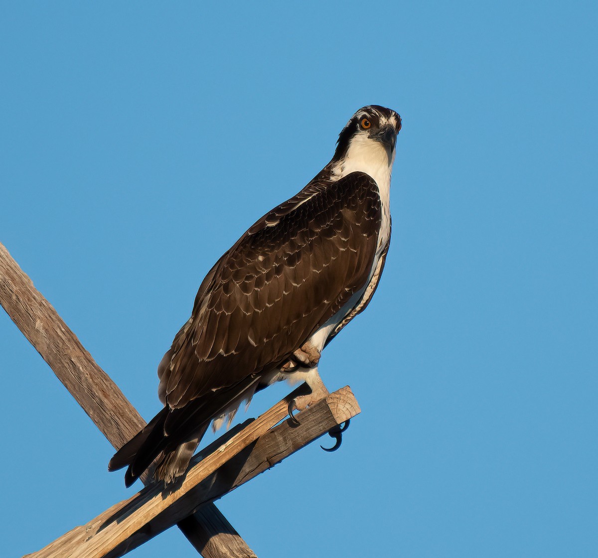 魚鷹(carolinensis) - ML641578246