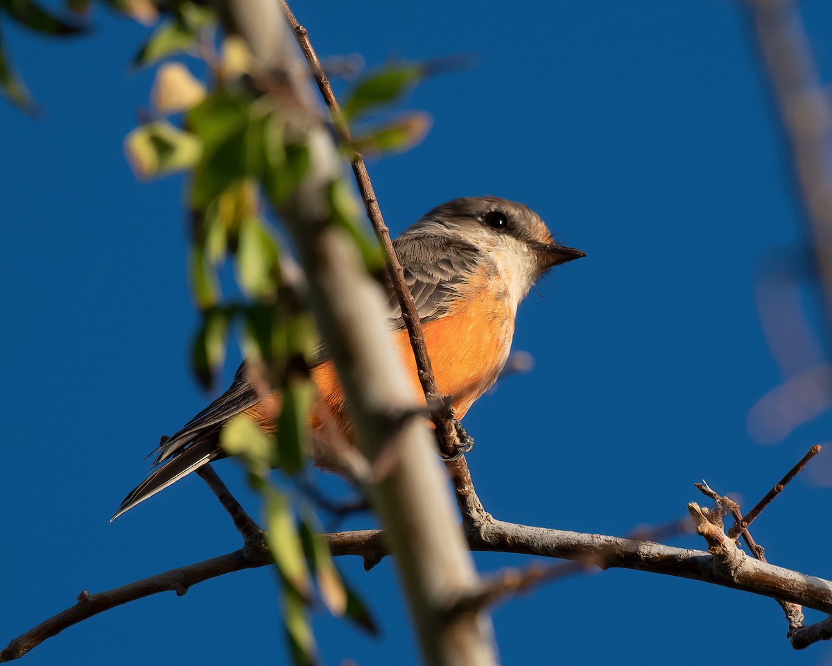 Vermilion Flycatcher - ML641578258