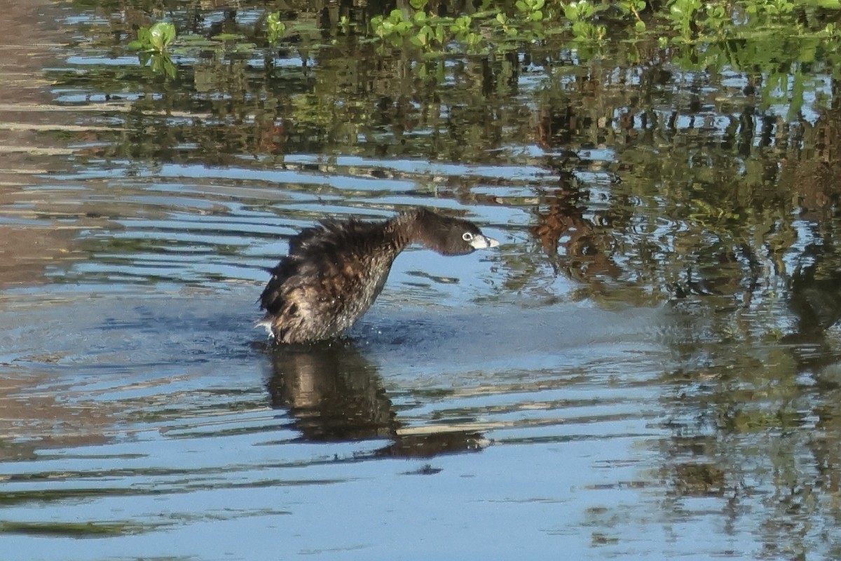 Pied-billed Grebe - ML641578287