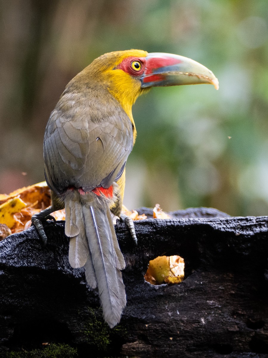 Saffron Toucanet - ML641578318